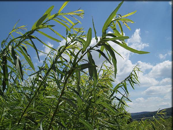 灌木柳树生物量